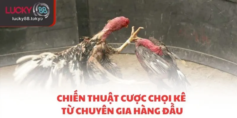 Đa dạng các loại hình chọi kê LUCKY88